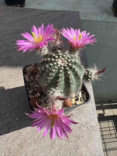 Echinocereus pulchellus weinbergii